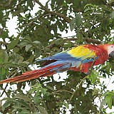 scarlet macaw